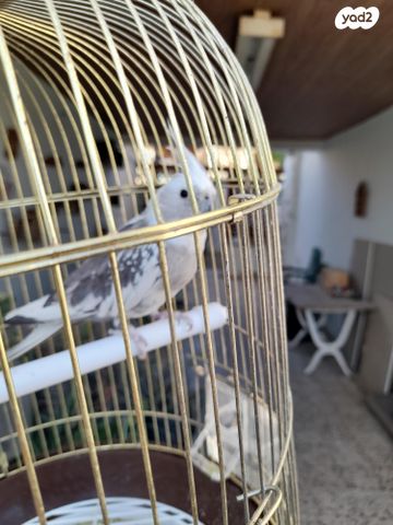 תמונת מודעה - חיות מחמד