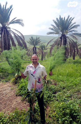 אירוס הגליל 
