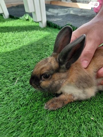 תמונת מודעה - חיות מחמד