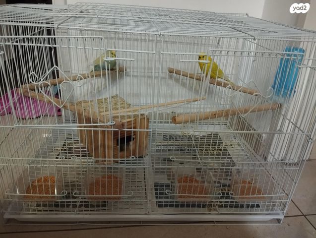 תמונת מודעה - חיות מחמד