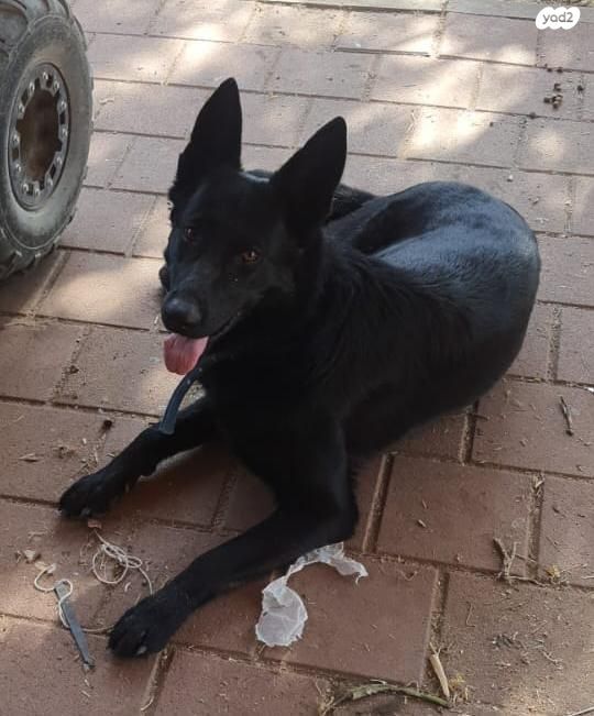 תמונת מודעה - חיות מחמד