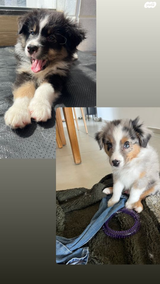 תמונת מודעה - חיות מחמד