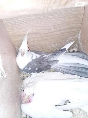 תמונת מודעה - חיות מחמד