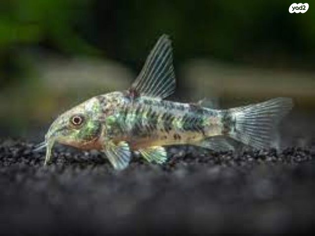 תמונת מודעה - חיות מחמד