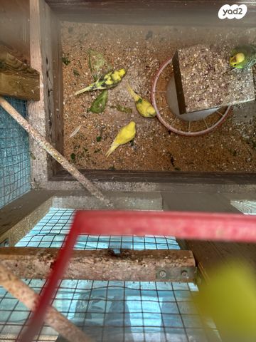 תמונת מודעה - חיות מחמד