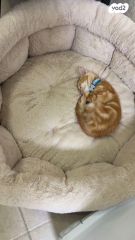 תמונת מודעה - חיות מחמד