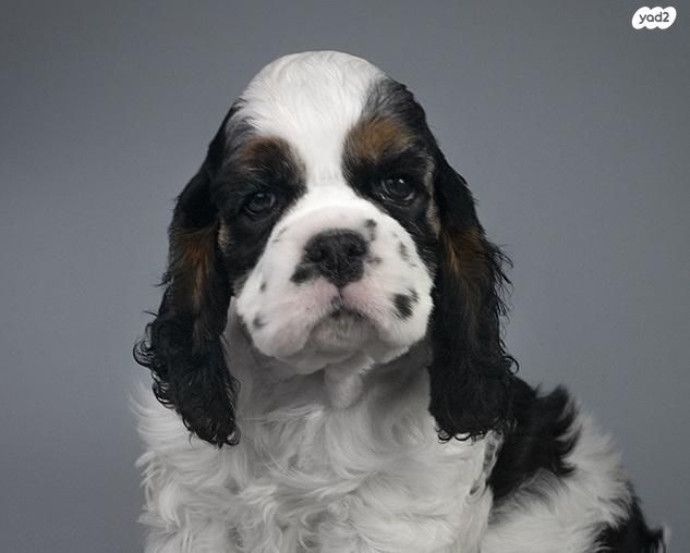 תמונת מודעה - חיות מחמד