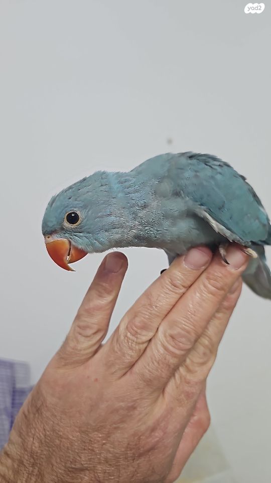 תמונת מודעה - חיות מחמד