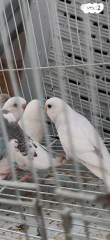 תמונת מודעה - חיות מחמד