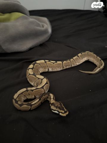 תמונת מודעה - חיות מחמד