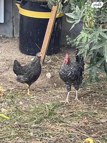 תמונת מודעה - חיות מחמד