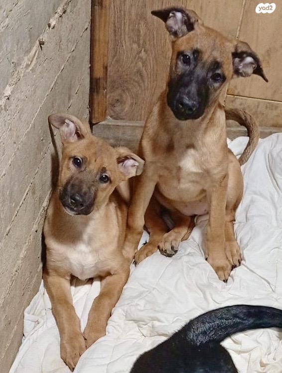 תמונת מודעה - חיות מחמד