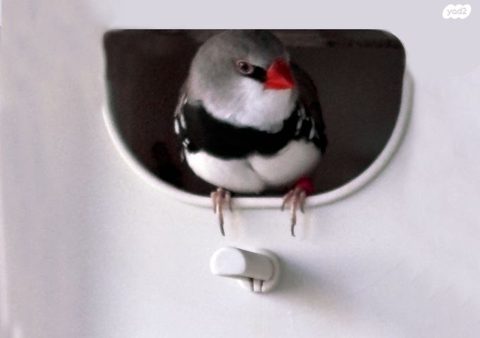 תמונת מודעה - חיות מחמד