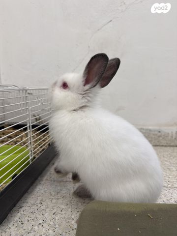 תמונת מודעה - חיות מחמד