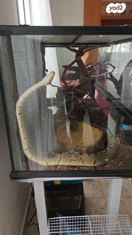 תמונת מודעה - חיות מחמד