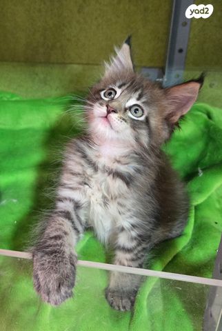 תמונת מודעה - חיות מחמד