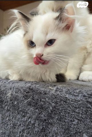 תמונת מודעה - חיות מחמד