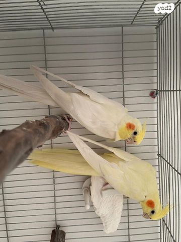 תמונת מודעה - חיות מחמד