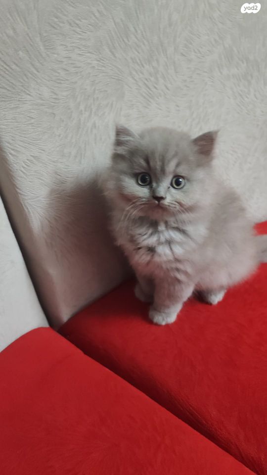 תמונת מודעה - חיות מחמד