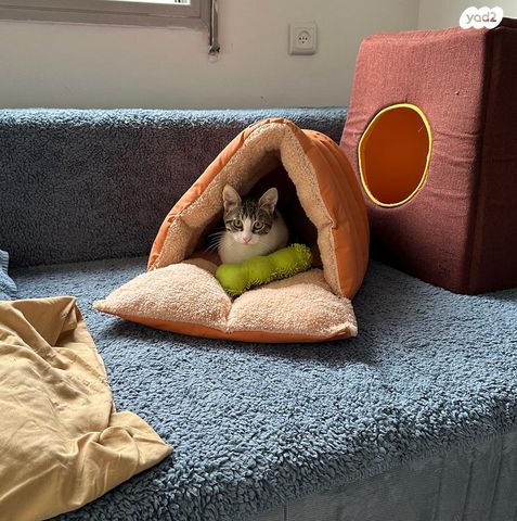 תמונת מודעה - חיות מחמד