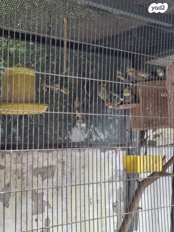 תמונת מודעה - חיות מחמד