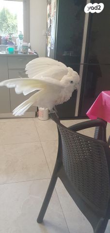 תמונת מודעה - חיות מחמד