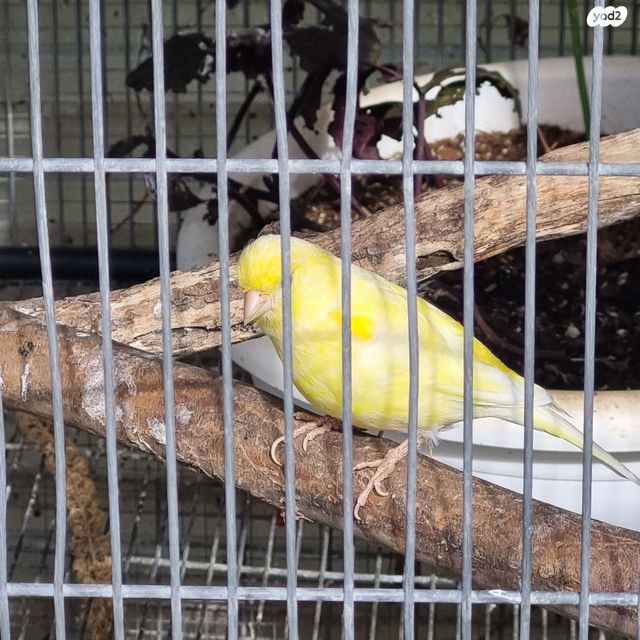 תמונת מודעה - חיות מחמד