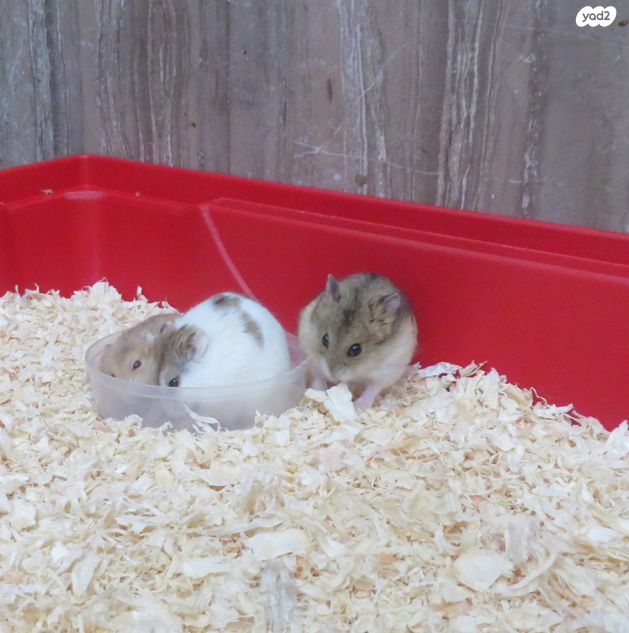 תמונת מודעה - חיות מחמד