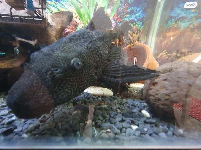 תמונת מודעה - חיות מחמד