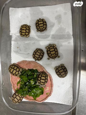 תמונת מודעה - חיות מחמד