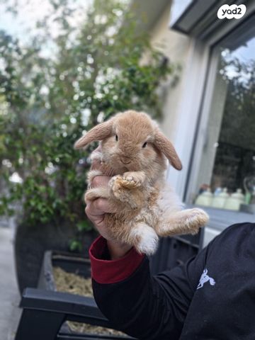 תמונת מודעה - חיות מחמד