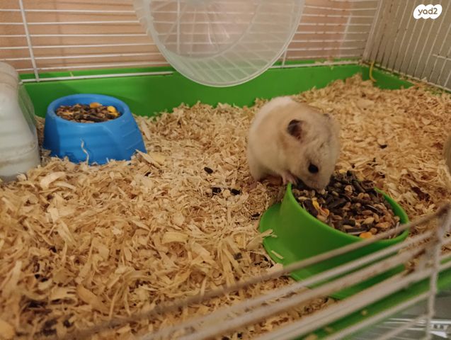 תמונת מודעה - חיות מחמד