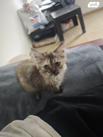 תמונת מודעה - חיות מחמד