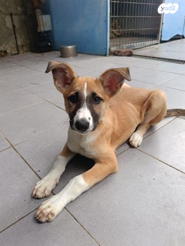 תמונת מודעה - חיות מחמד