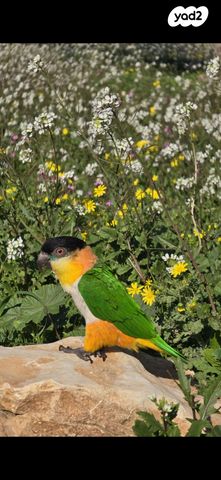 תמונת מודעה - חיות מחמד