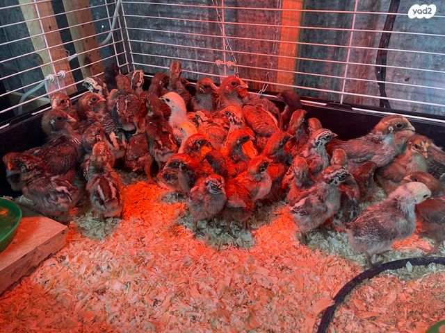 תמונת מודעה - חיות מחמד