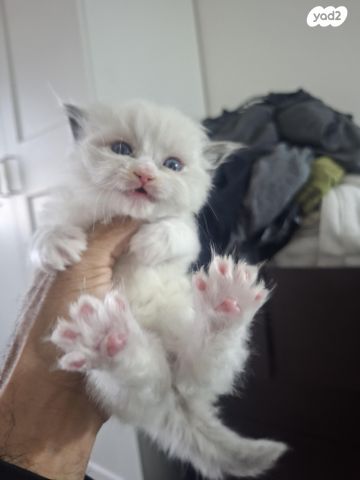 תמונת מודעה - חיות מחמד