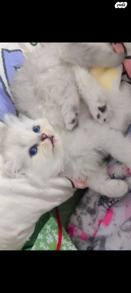 תמונת מודעה - חיות מחמד