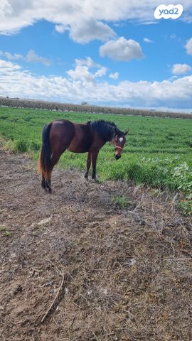 תמונת מודעה - חיות מחמד