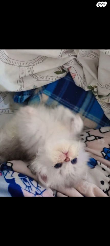 תמונת מודעה - חיות מחמד