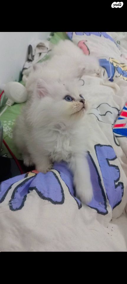 תמונת מודעה - חיות מחמד