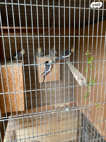 תמונת מודעה - חיות מחמד