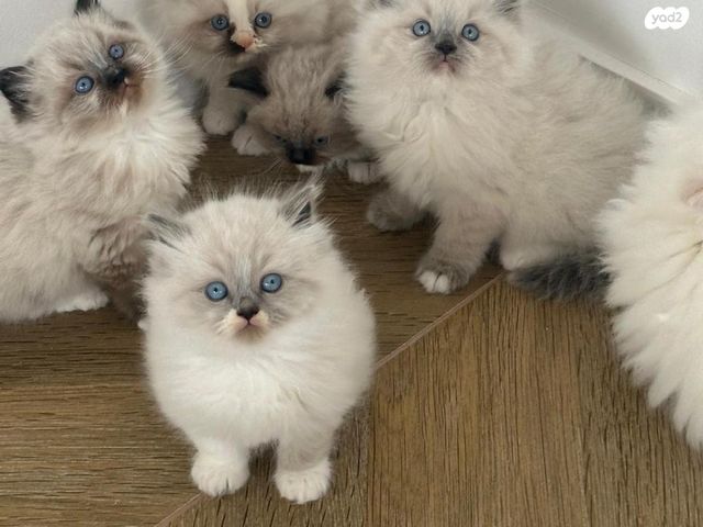 תמונת מודעה - חיות מחמד