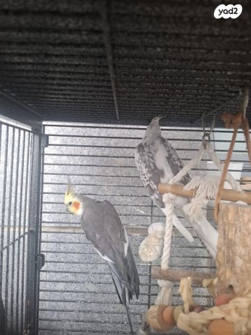 תמונת מודעה - חיות מחמד