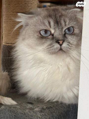 תמונת מודעה - חיות מחמד