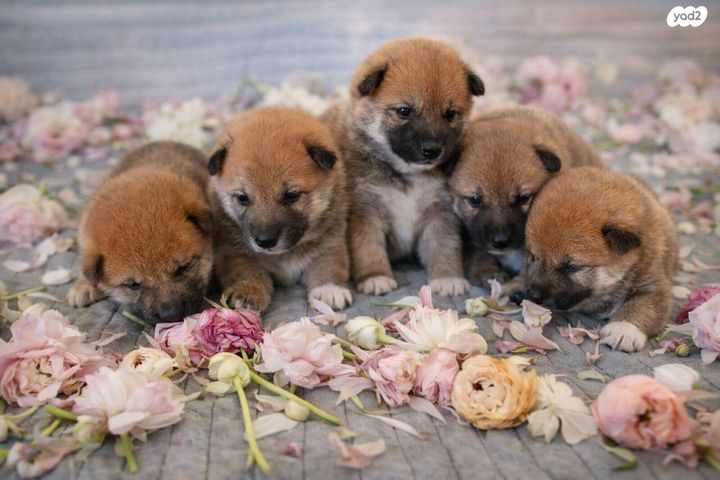 תמונת מודעה - חיות מחמד