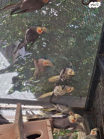 תמונת מודעה - חיות מחמד