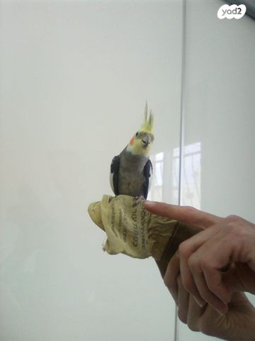 תמונת מודעה - חיות מחמד