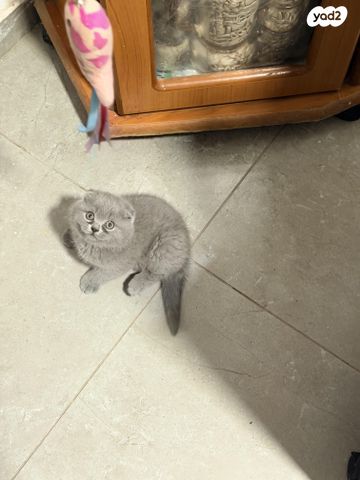 תמונת מודעה - חיות מחמד