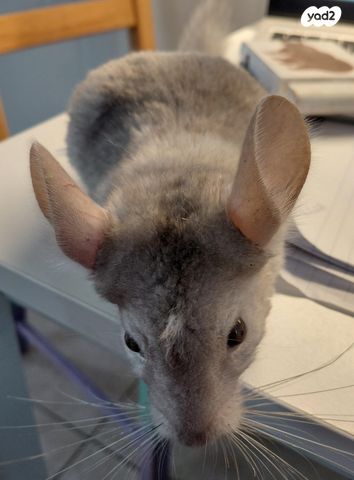 תמונת מודעה - חיות מחמד